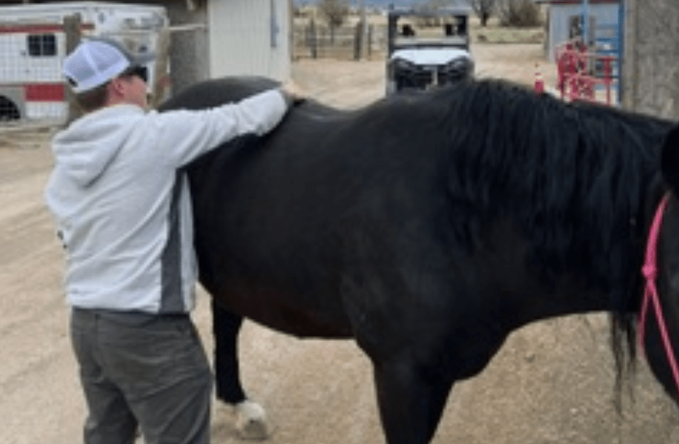 Black horse during hands-on PEMF assessment