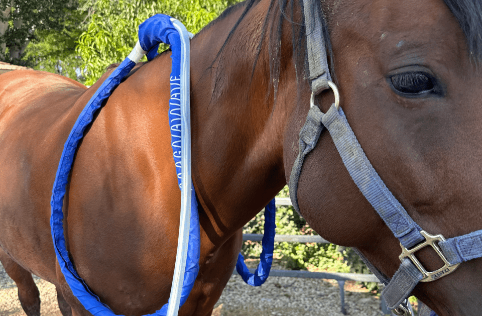 PEMF therapy loop draped over a horse