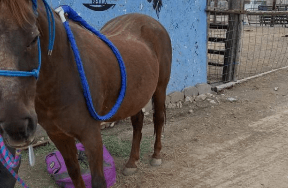 Chestnut horse receiving PEMF loop therapy