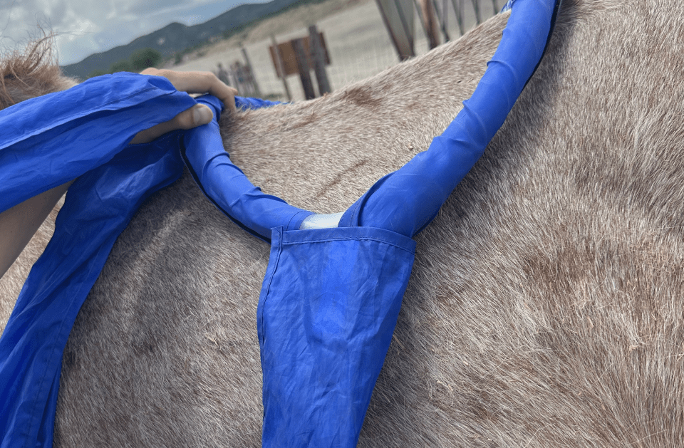 Grey horse receiving PEMF blanket therapy
